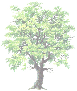 albero small